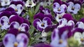 White and violet garden pansy (Viola Ãâ wittrockiana), close-up photography Royalty Free Stock Photo